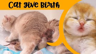 Cat Giving Birth to 5 Kittens With Different Color || A difficult delivery by Lovely Kitten 929 views 2 days ago 26 minutes