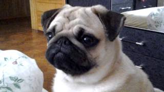 pug want in bed (mopsas prasosi i lova)