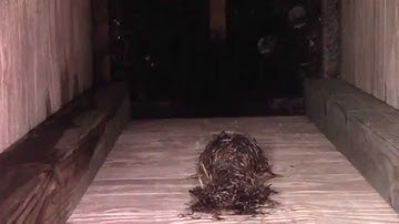 A look inside the chimney swift tower at CSIA reveals more than bird nests!