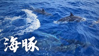 【食魚之旅】跟魚息息相關的旅行 花蓮樂齡一日遊