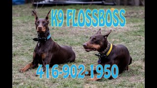 (live) K9 FlossBoss