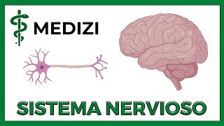 Sistema Nervioso (Fácil) - Generalidades (NEURONA, NEUROGLIA, SINAPSIS)