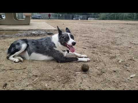 border-collies--the-most-intelligent-and-agile-dogs-in-the-world---the-smartest-dog-breed