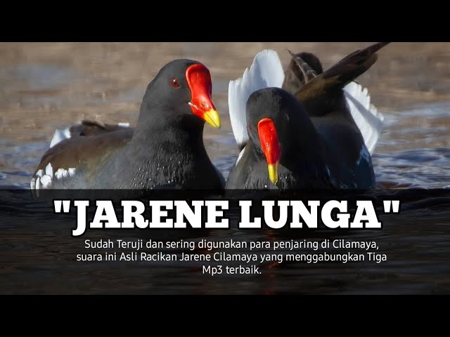 Suara Pikat Mandar Batu Jengger Merah Mp3 | Mp3 Sound Bird Call Common morhen class=