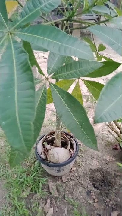 Benarkah ini namanya kacang Korea?