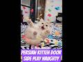 Patient Persian kitten # 🚪 doorside playing# funny #trend #viral #shorts