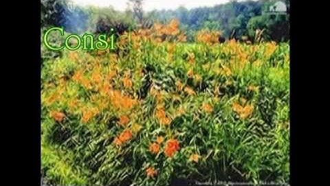 Thumbnail of Consider The Lilies - The Word Of God