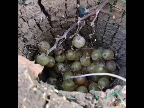 فيديو: كيفية تخزين العنب البري لفصل الشتاء