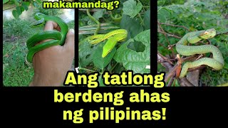 Ano Ang pinagka iba iba Ng mga berdeng ahas sa pilipinas/ green snakes of the Philippines
