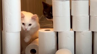 Cats vs Toilet Paper Wall | PART 1