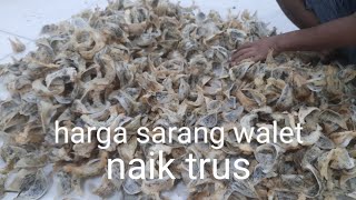 Download Lagu Harga sarang walet naik trus,gudang kosong... MP3 Download Lagu Harga sarang walet naik trus,gudang kosong... MP3