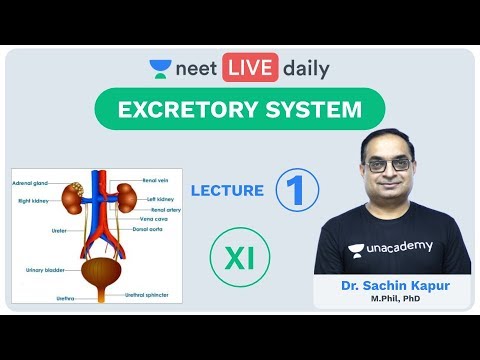 Excretory System - Lecture 1 | Unacademy NEET | LIVE DAILY | NEET Biology | Dr. Sachin Kapur