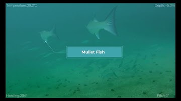 Benthic Habitat Survey