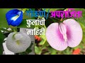 गोकर्ण या वेलीबद्दल संपूर्ण माहिती मराठीमध्ये#Gokarna#Gokarna Flower#Aparajita##Gardening