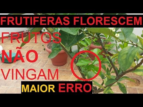 Vídeo: Por que minha amendoeira não dá frutos - razões para não ter nozes em uma amendoeira