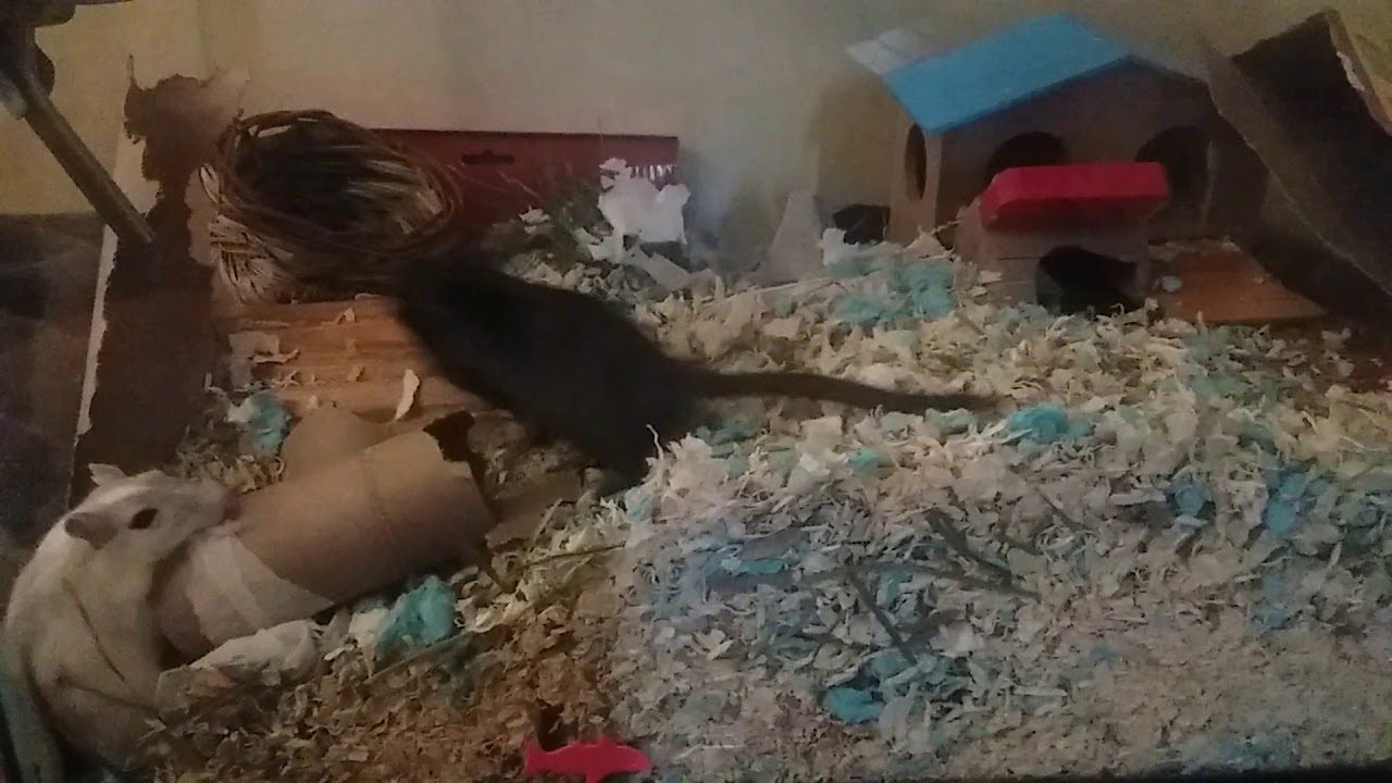 leopard skirt Gerbils Chewing Stuff🐾