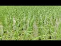 Dhan ki varity SAWA7501 #bestdhankivarity #agriculturelife #sujeetkumar