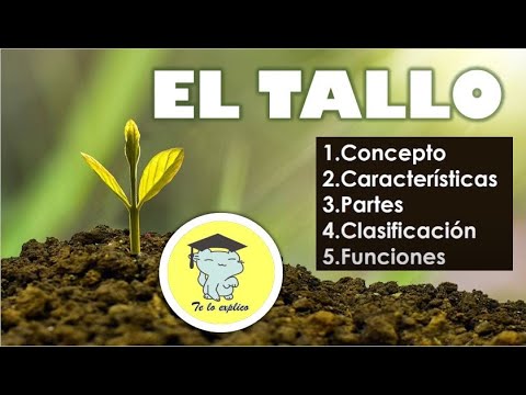 Vídeo: Diferencia Entre Tallo Y Tronco