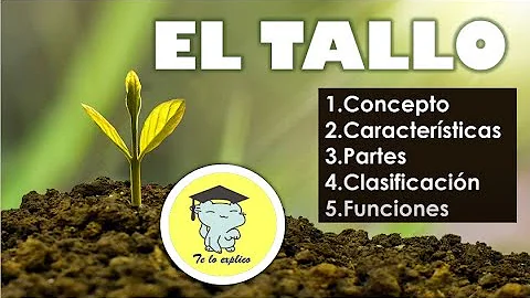 ¿Qué es el nudo en el tallo?