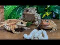 Short temper🐸3toads