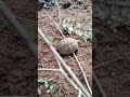 السلحفاة تائه في الطبيعة سبحان الله