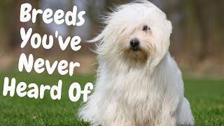 5 Emerging Dog Breeds You Have Never Heard Of by Dogs of YouTube 101 views 1 year ago 2 minutes, 40 seconds