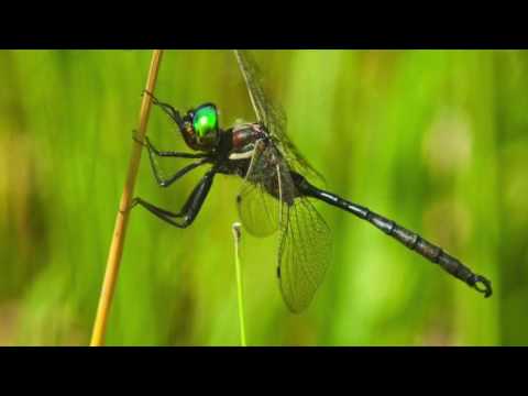 Hine's Emerald Dragonfly