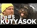 A kutyatojás titka | A Betondzsungel Ösvényein | Ep.5 | Kutyások