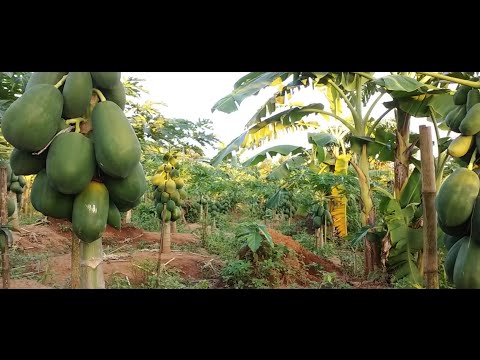 ভিডিও: রহস্যময় লালচে গাছ। বীজ প্রজনন