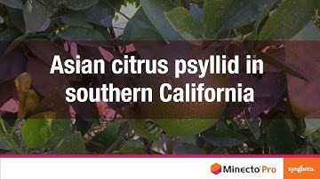 Protect Your Groves Against Asian Citrus Psyllid