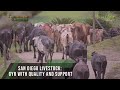 San Diego livestock Gyr with quality and support - TvAgro By Juan Gonzalo Angel