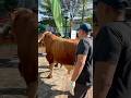 Begini ketika sapi jumbo limosin di sembelih wow kakinya gendut 🫣