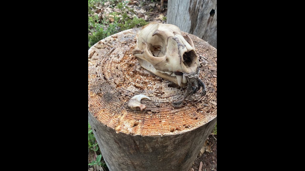 Dark Country Finds Gold And Relics