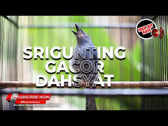 🔴FULL ISIAN DAHSYAT Srigunting Abu Abu Gacor Panjang❗️ class=