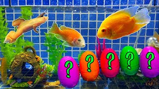 Surprise Eggs | Colorful Parrotfish, Gourami, Frog, Clam, Pearls Surprise