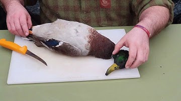 How to Pluck & Prepare a Duck