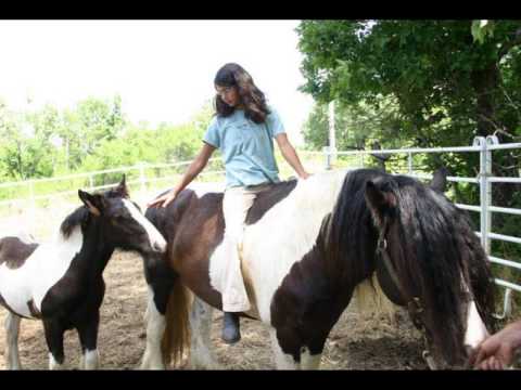 Beautiful Gypsy Horses of Chinkapin Ranch in Hominy, Oklahoma