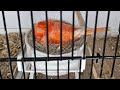 Red canary breeding season 3