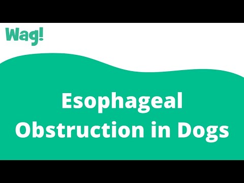 Videó: A kutya nyelőcső egyik objektumának tünetei