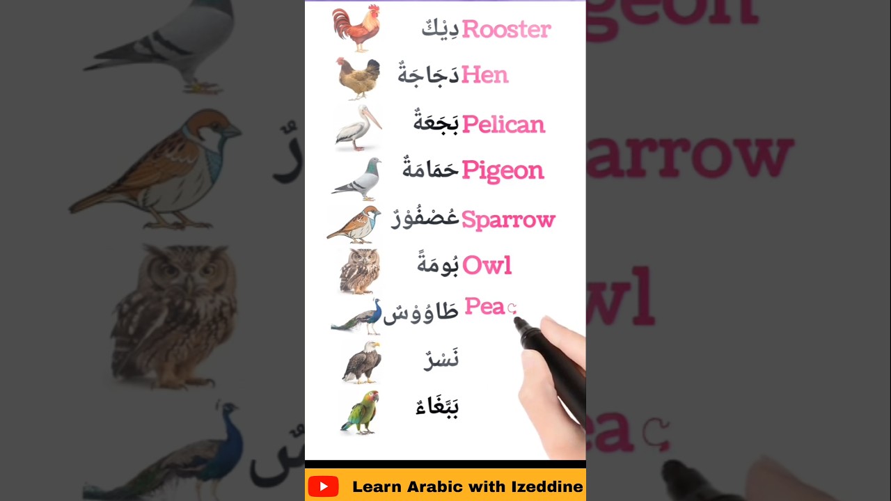 Arabic Bird Vocabulary