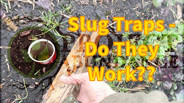 Slug Traps - Do They Work? (Lager Vs Ale)