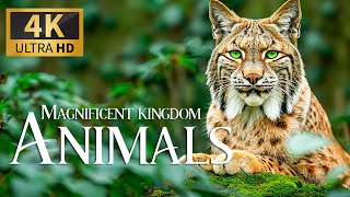 Magnificent Animals Kingdom 4K 🐾 Discovery Wild Animals Film With Peaceful Relaxing Piano Music