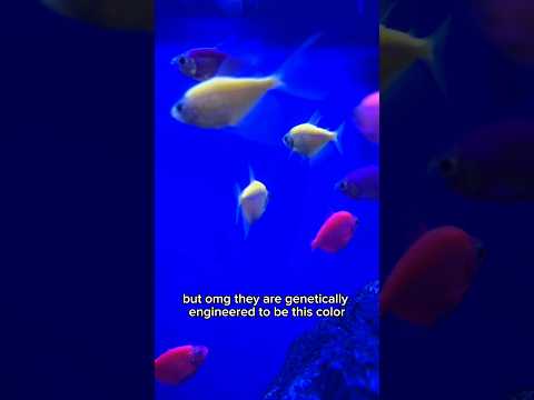 Have you seen these before??