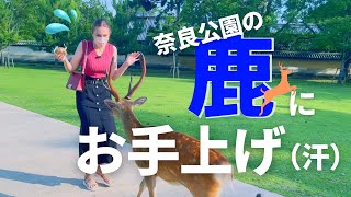 【奈良外国人女子旅】初めて鹿さんに鹿せんべいをあげたら・・・