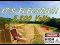 Installing electric fence for deer  protecting sunflowers with 5200 volts  dove farming 2023