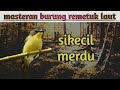 masteran burung remetuk laut gacor