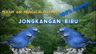 Terapi burung cincoang | jongkangan | lessersortwing | Dijamin ampuuuh ❗❗