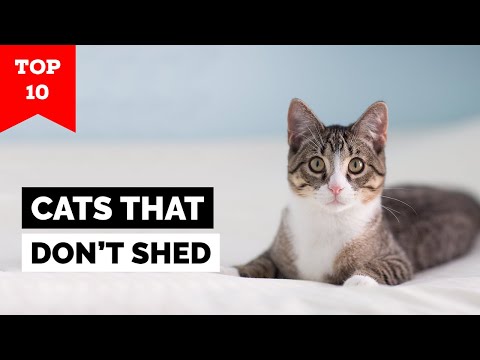 Video: J.M. Smucker Company utvider frivillig tilbakekalling på hermetisk kattmat