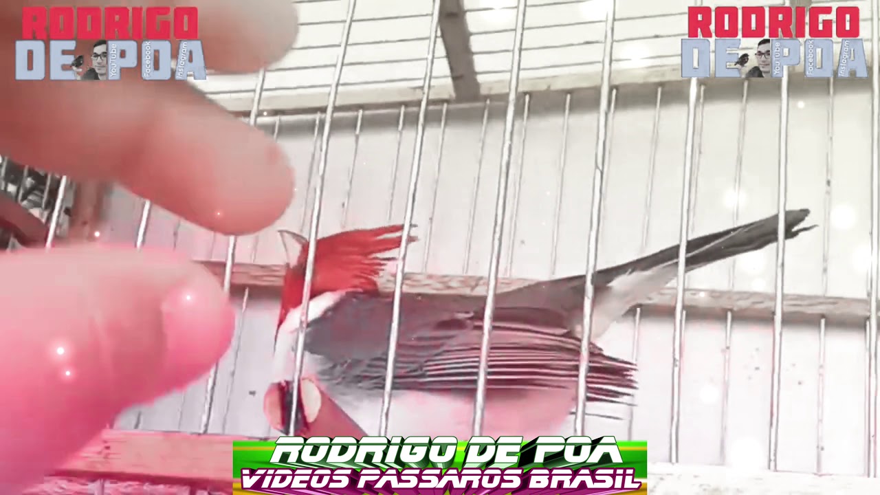 1 Hora da Melhor Fêmea de Cardeal Vermelho do Brasil