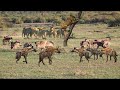 Best wild dogs attacks lion - Wild Animal Fights!